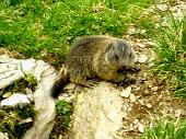 14 - Marmotta
